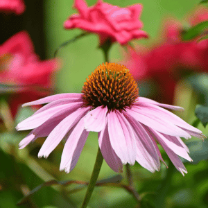 echinacea - Planting a Pet-Safe Garden on the Connecticut Shoreline