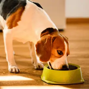 dog eating in East Lyme, CT Shoreline Happy Paws dog walker