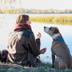 5 Things Only True Dog Lovers Understand (Especially on the CT Shoreline) - dog waiting on dog walker Old Saybrook, CT