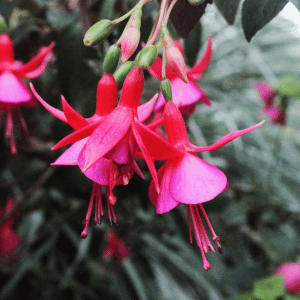 Fuchsia - Planting a Pet-Safe Garden on the Connecticut Shoreline
