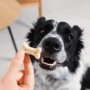 dog in East Lyme, CT getting treat from Shoreline Happy Paws dog walker