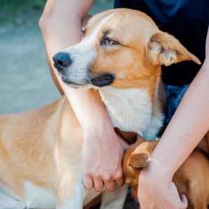5 Things Only True Dog Lovers Understand (Especially on the CT Shoreline) - dog with dog walker