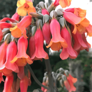 Coral Bells - Planting a Pet-Safe Garden on the Connecticut Shoreline