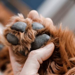 dog paw in hand