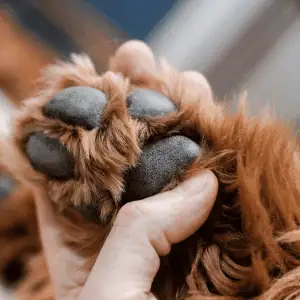 dog paw in hand