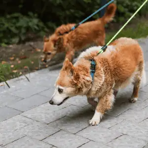 dogs walking in Old Saybrook, CT Shoreline Happy Paws dog walker