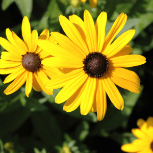 Black Eyed Susan - Planting a Pet-Safe Garden on the Connecticut Shoreline