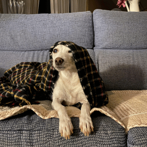 dog on couch in East Lyme, CT