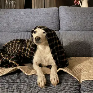 dog on couch in East Lyme, CT