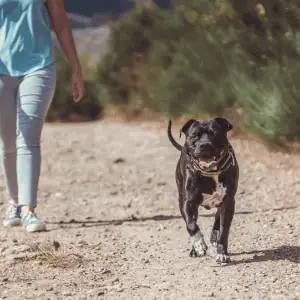 dog hiking in Westbrook on the CT Shoreline