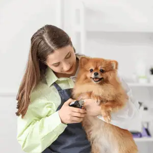 dog groomer CT Shoreline