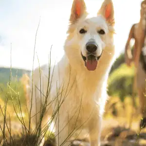 dog hiking in the CT Shoreline