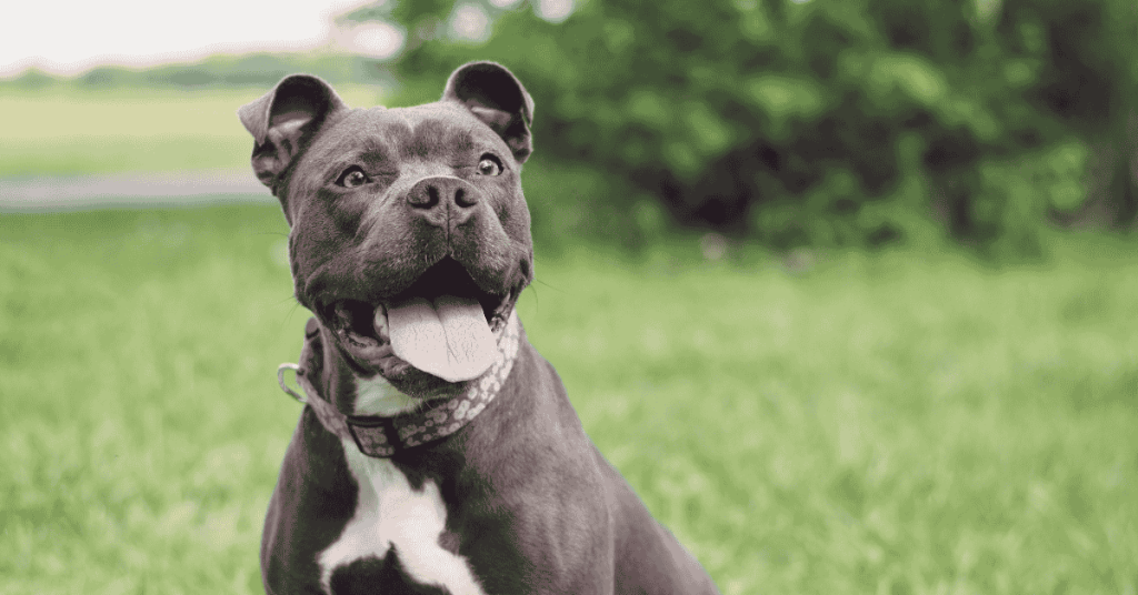 Is Your CT Shoreline Dog at a Healthy Weight? Dog in Old Saybrook, CT