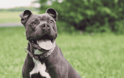 Is Your CT Shoreline Dog at a Healthy Weight?