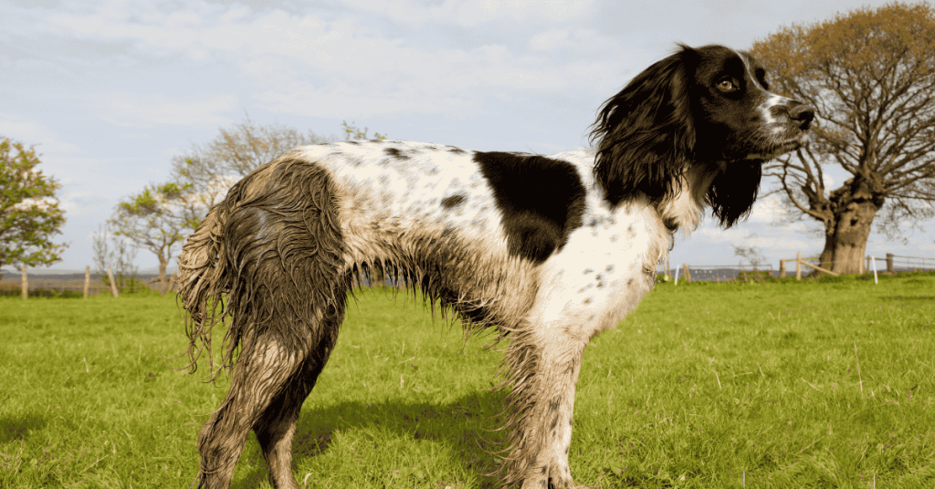 How Professional Dog Walkers Manage Mud Season in the CT Shoreline