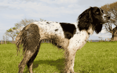 How Professional Dog Walkers Manage Mud Season in the CT Shoreline
