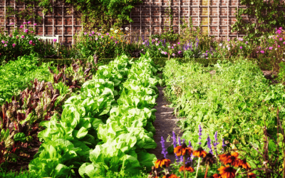 Planting a Pet-Safe Garden on the Connecticut Shoreline