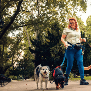 Debunking 4 Common Myths About Professional Dog Walkers Ct Shoreline dog walker with two dogs