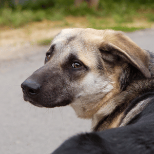 dog in East Lyme, CT