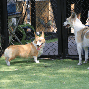 dogs in dog park CT Shoreline