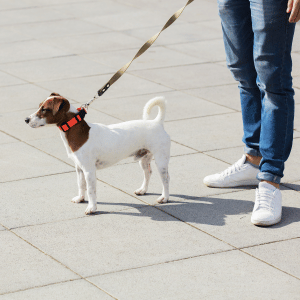 dog on leash with Shoreline Happy Paws dog walker