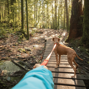 dog on leash with Shoreline Happy Paws dog walker