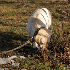 dog walking in Old Saybrook, CT