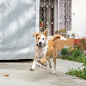 dog running in Essex, CT