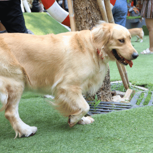 dog at pet-friendly event in East Lyme, CT