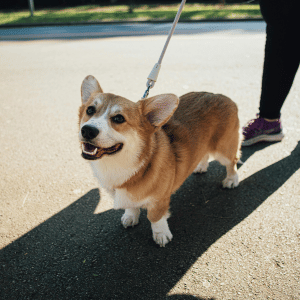 dog on leash with Shoreline Happy Paws dog walker