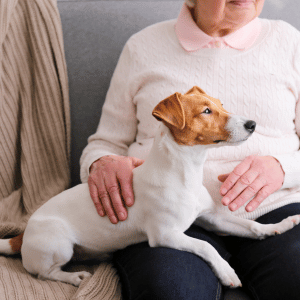 dog at home with owner in Old Saybrook, CT