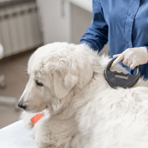 microchipped dog at an Old Saybrook veterinary clinic