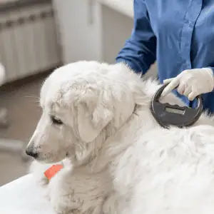 microchipped dog at an Old Saybrook veterinary clinic