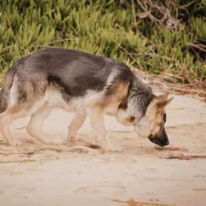 dog sniffing on beach in the CT Shoreline