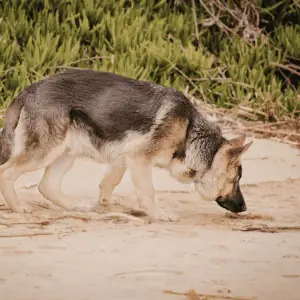 dog sniffing on beach in the CT Shoreline