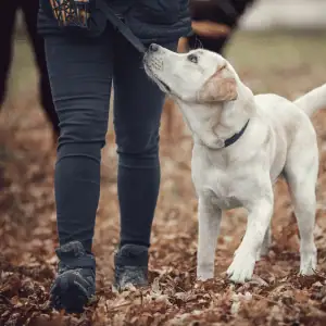 Ct shoreline dog walker with a dog on a leash