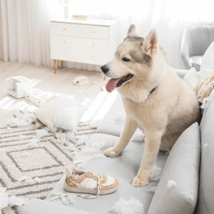 dog that made a mess in the CT Shoreline
