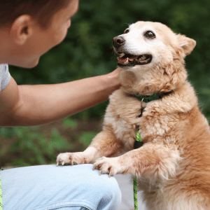 dog with dog walker CT Shoreline