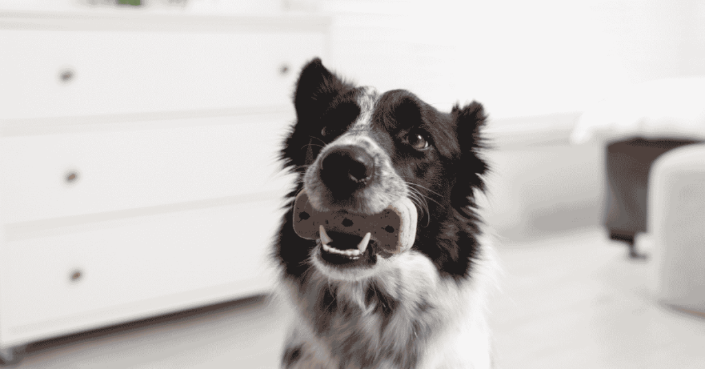 5 Treat Swaps for Dogs on the CT Shoreline