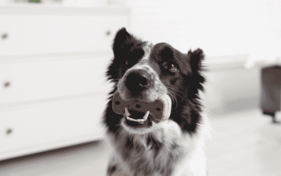 5 Treat Swaps for Dogs on the CT Shoreline