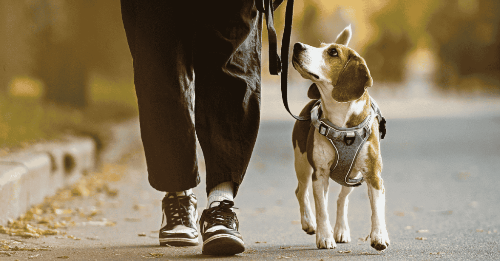 debunking 4 common myths about professional dog walkers