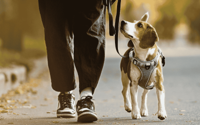 Debunking 4 Common Myths About Professional Dog Walkers