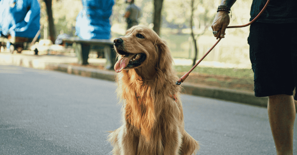 Dog-Related Hot Takes That You Might Not Agree With (But Your Dog Will)