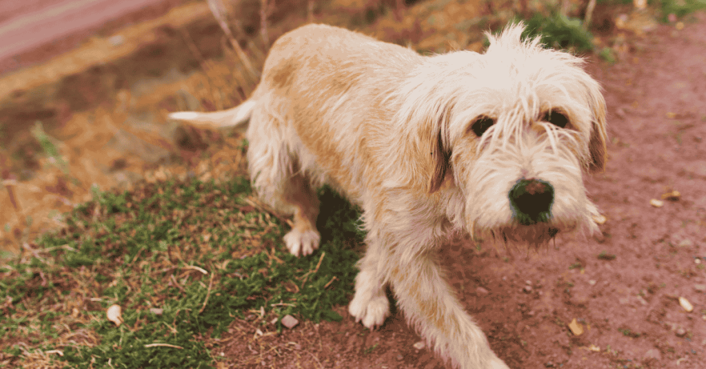 If Your Dog Got Lost on the CT Shoreline