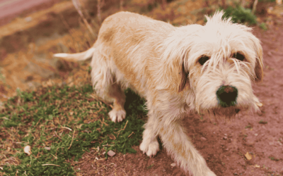 If Your Dog Got Lost on the CT Shoreline, Would They Make It Back to You?