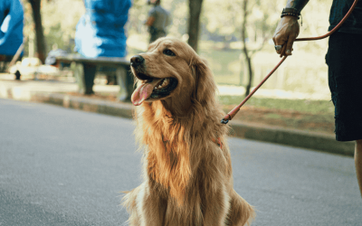 6 Dog-Related Hot Takes That You Might Not Agree With (But Your Dog Will)