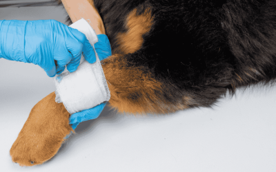 The Importance of Pet First Aid and CPR on the CT Shoreline