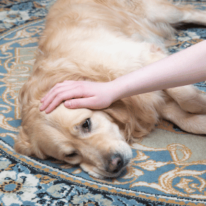 dog with lyme disease CT Shoreline