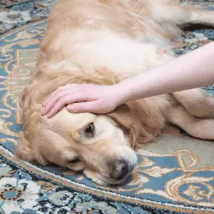 dog with lyme disease CT Shoreline