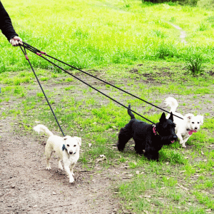 three dogs on leash in the CT Shoreline with SHP dog walker